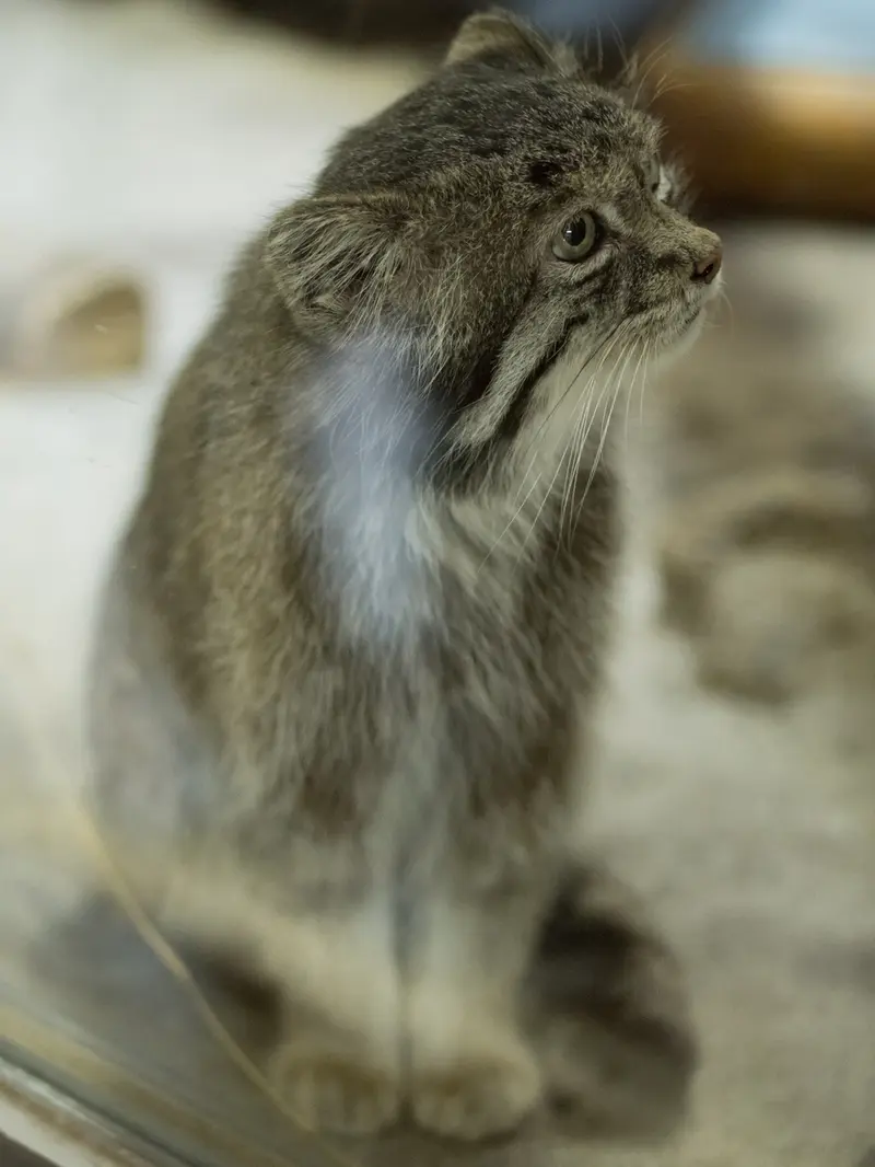 Фотография Клёна в Зоопарке Уено