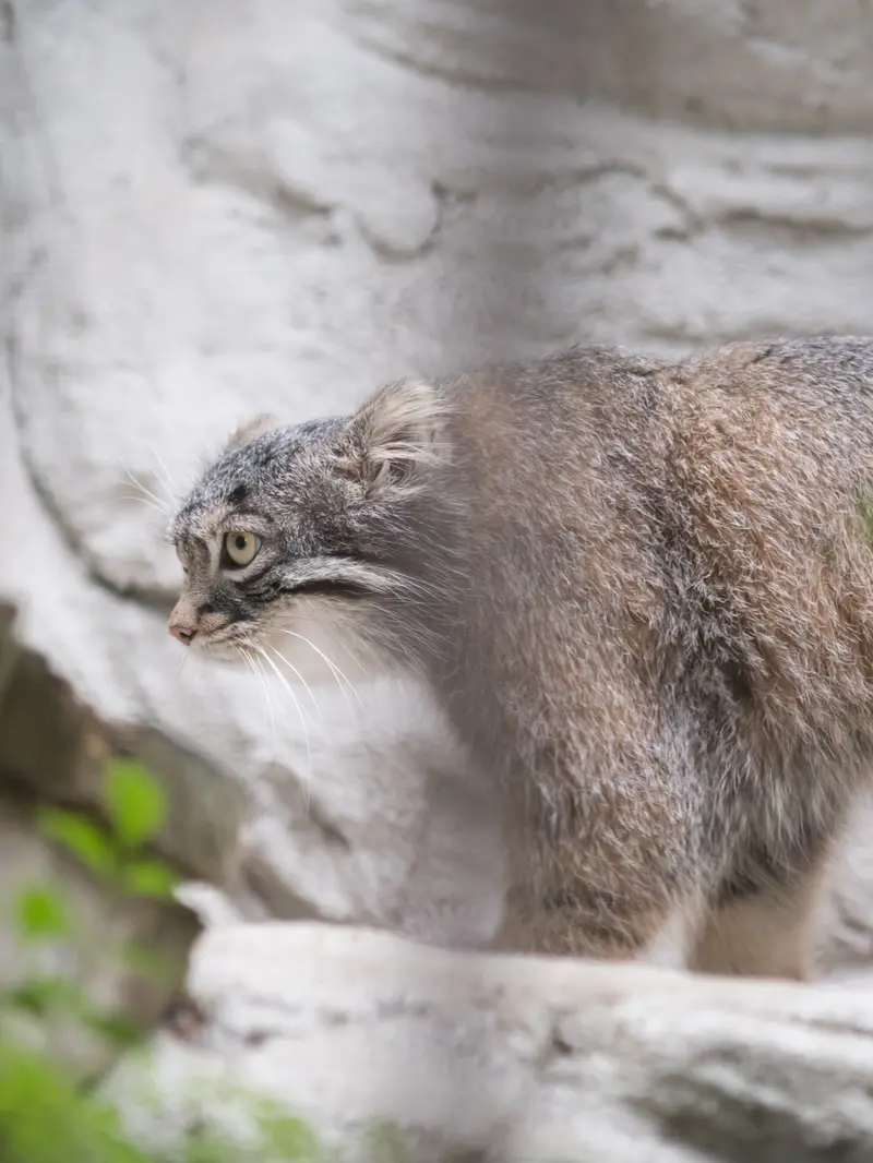 Фотография Фиги в Зоопарке Ногеяме