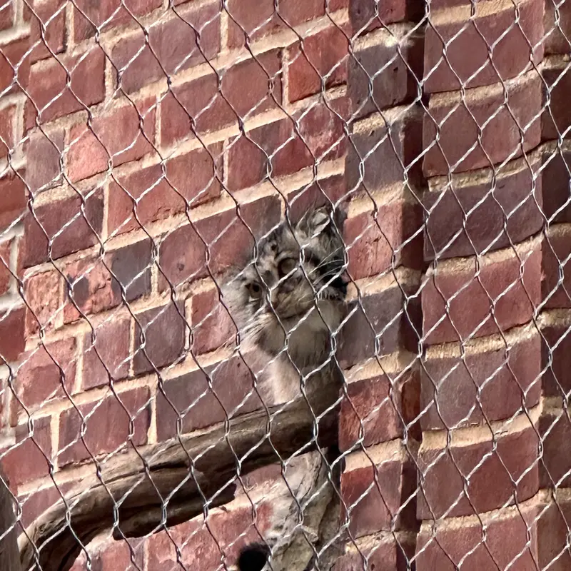 Фотография с манулом в Зоопарке Проспект-парка