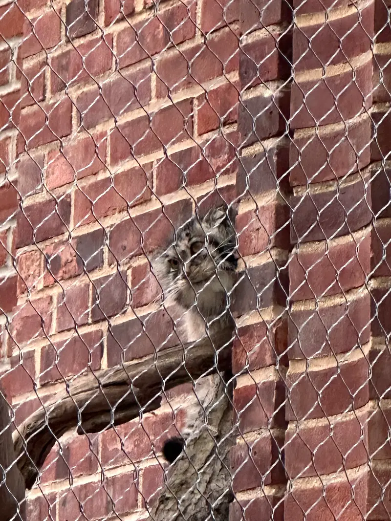 Фотография с манулом в Зоопарке Проспект-парка