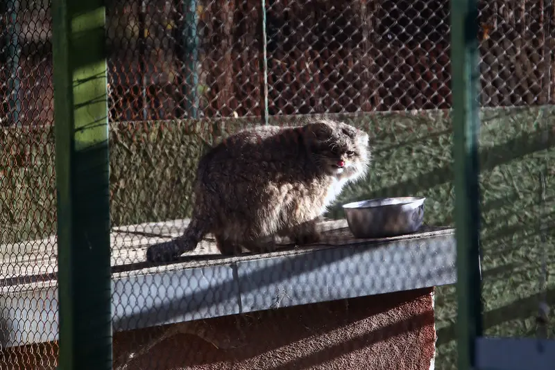 Фотография Паццо в Лодзинском Зоопарке