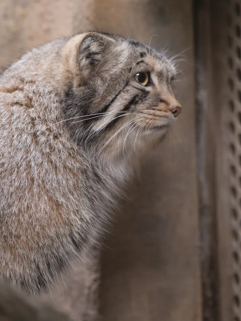 Фотография Нагому в Царстве Животных Насу