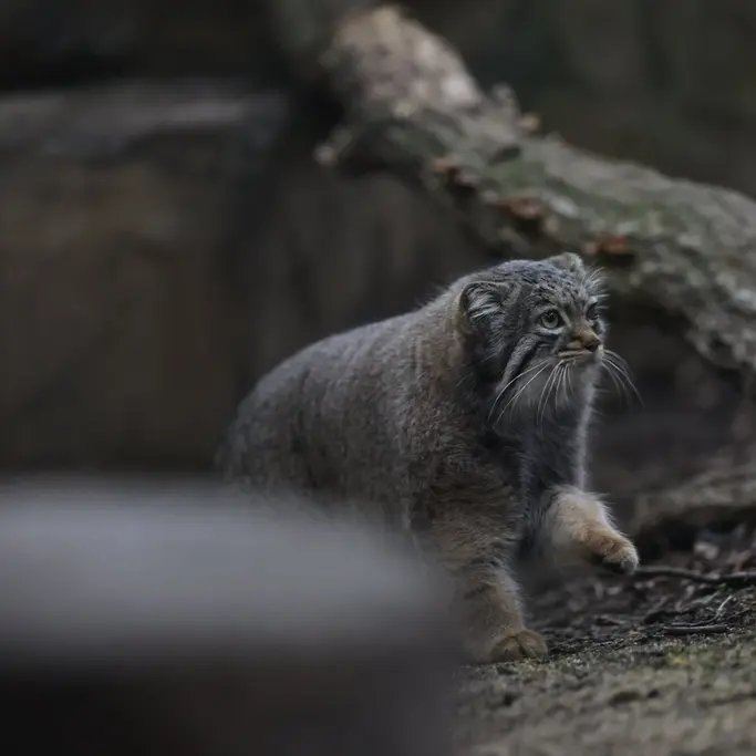 Фотография Абрикос в Царстве Животных Насу