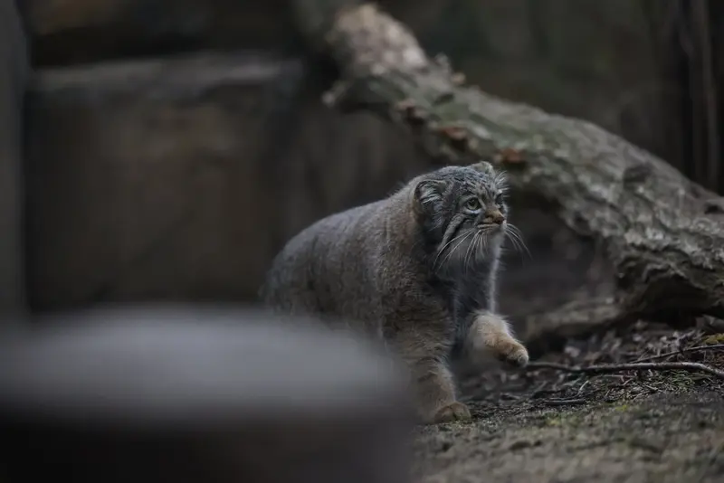 Фотография Абрикос в Царстве Животных Насу