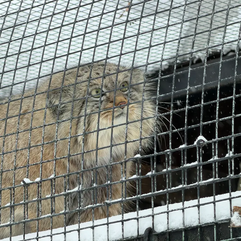 Фотография Шу в Ленинградском Зоопарке