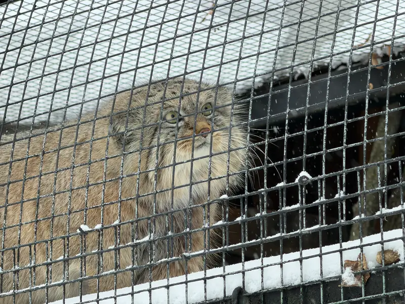 Фотография Шу в Ленинградском Зоопарке