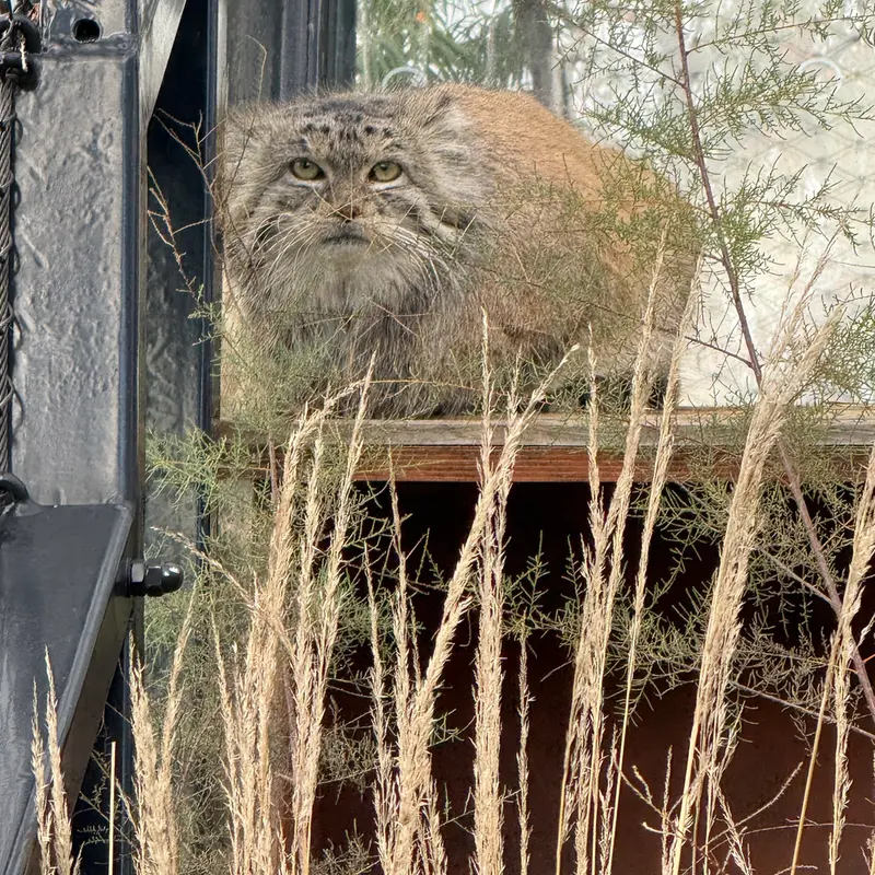 Фотография Спая в Пражском Зоопарке