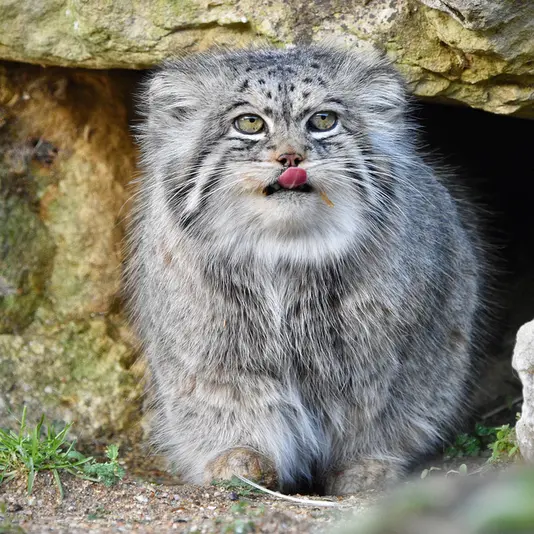 Фотография Атлана в Парке диких животных Порт-Лимпн