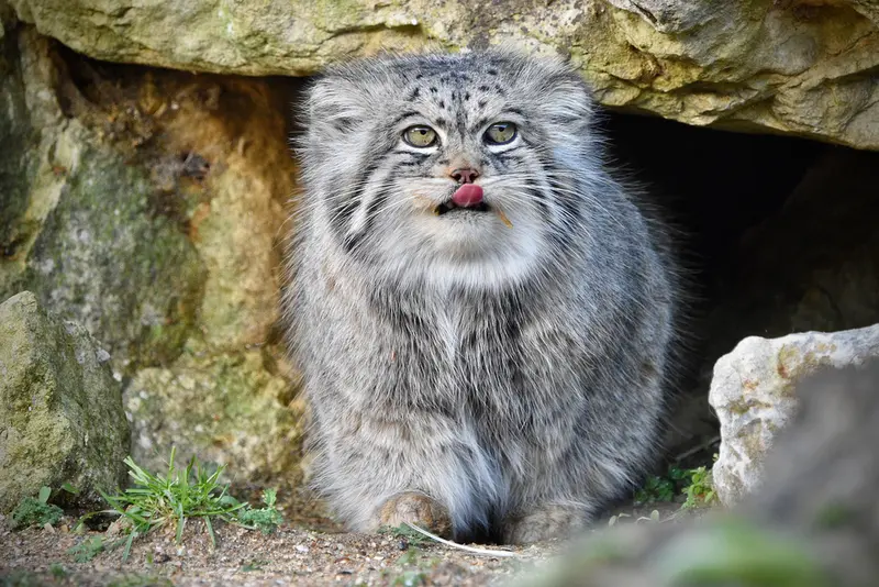 Фотография Атлана в Парке диких животных Порт-Лимпн