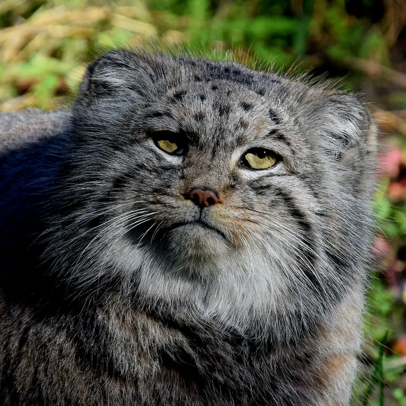 Фотография Бохуша в Будапештском Зоопарке