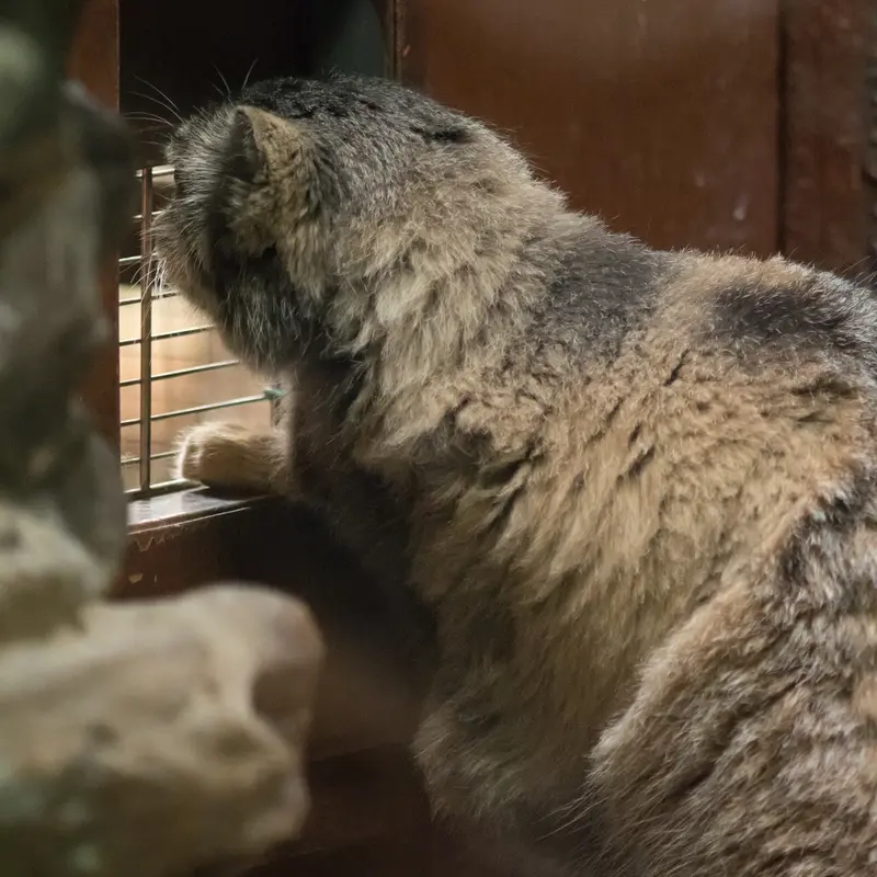 Фотография Примулы в Зоопарке Уено