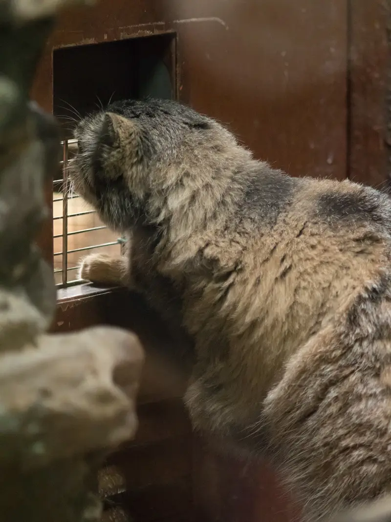 Фотография Примулы в Зоопарке Уено