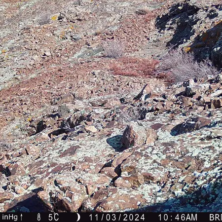 Фотография Казахскаи Пищухи с фотоловушки Жанатор