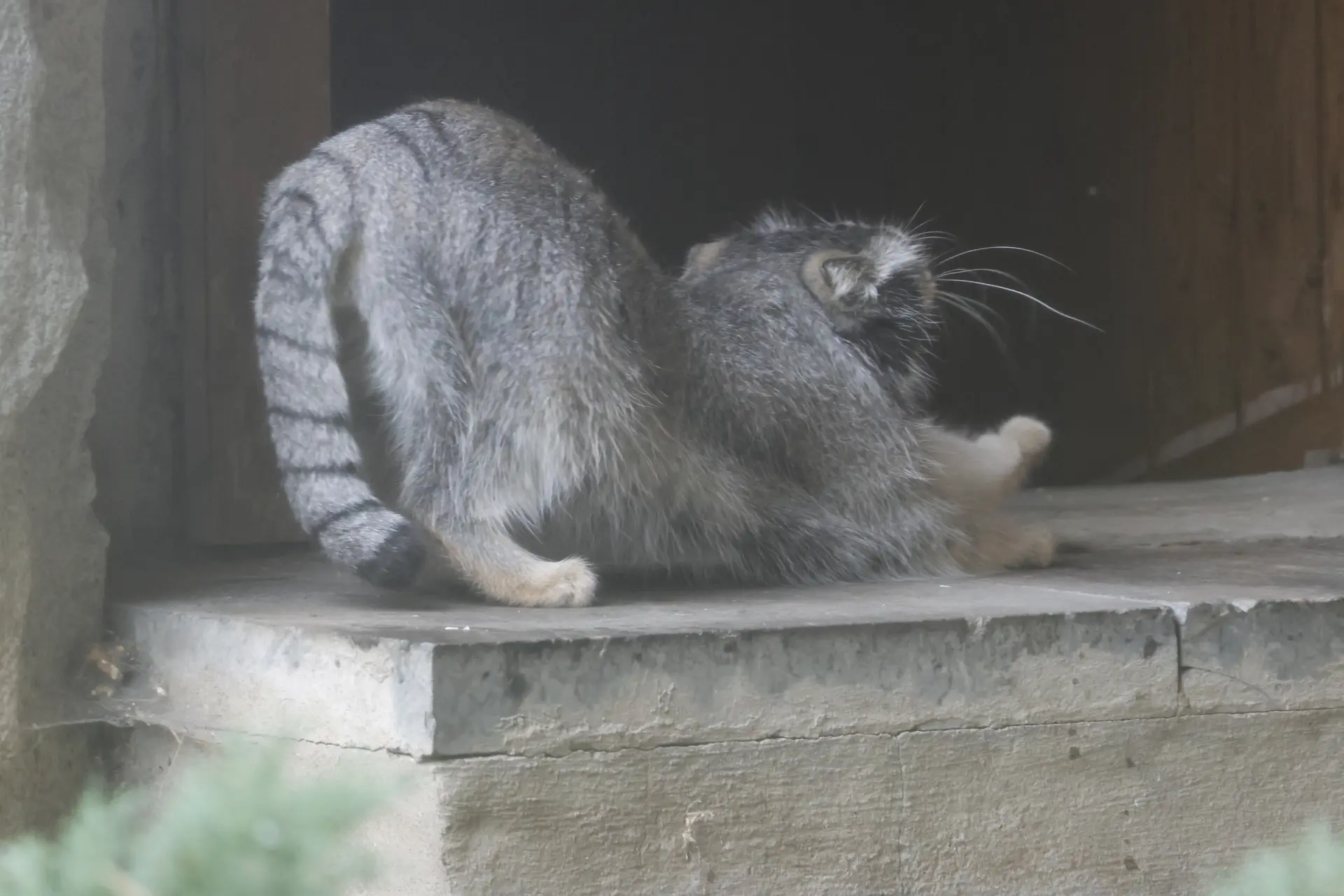lsWhXss8wWSQ71GR_mw-1920.webp