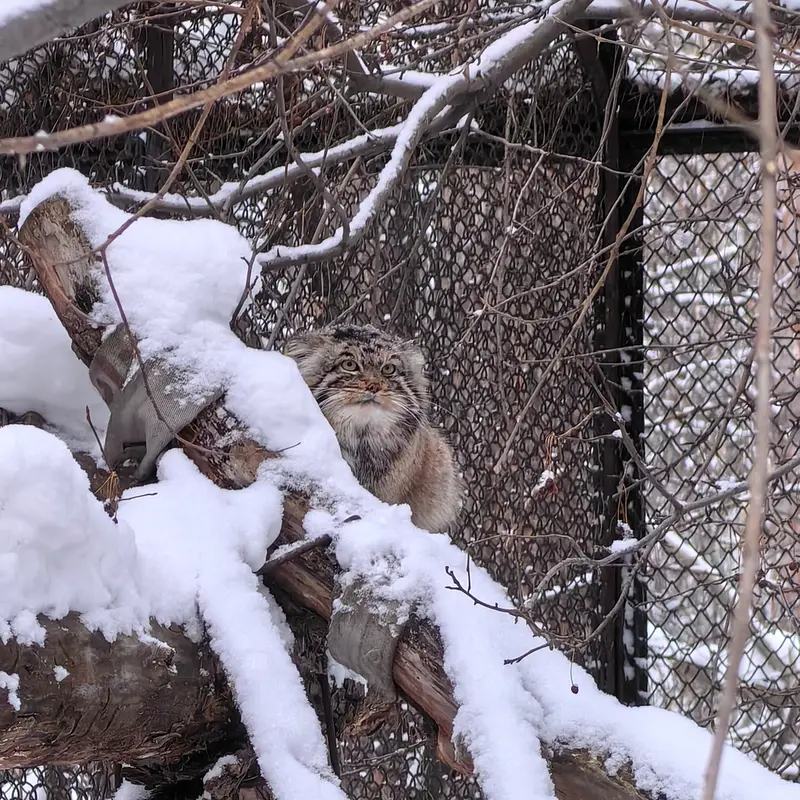 Фотография Ачи в Новосибирском Зоопарке