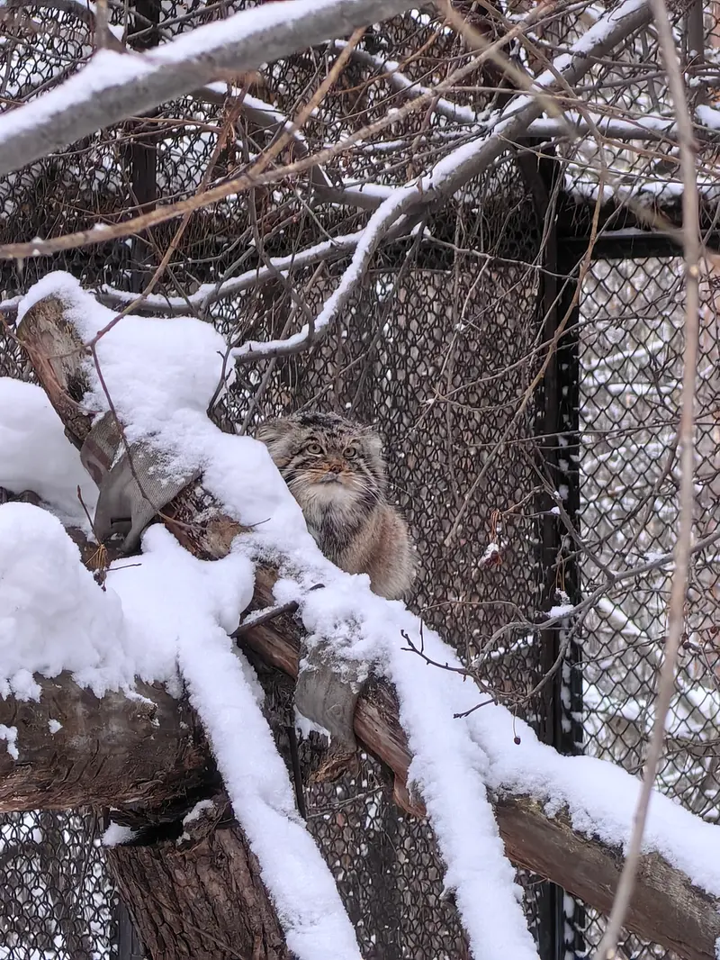 Фотография Ачи в Новосибирском Зоопарке
