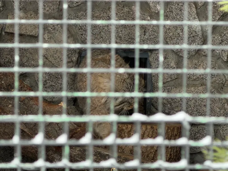 Фотография Свэна в Ленинградском Зоопарке