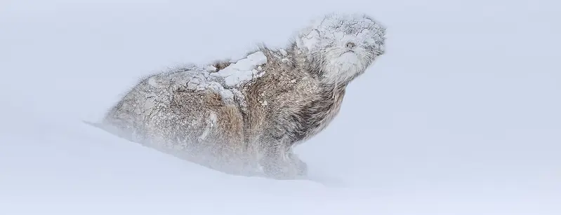 Фотография с манулом