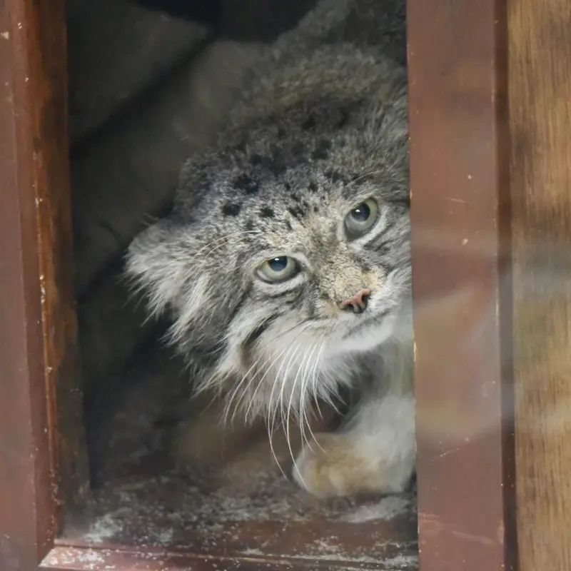 Фотография Клёна в Зоопарке Уено