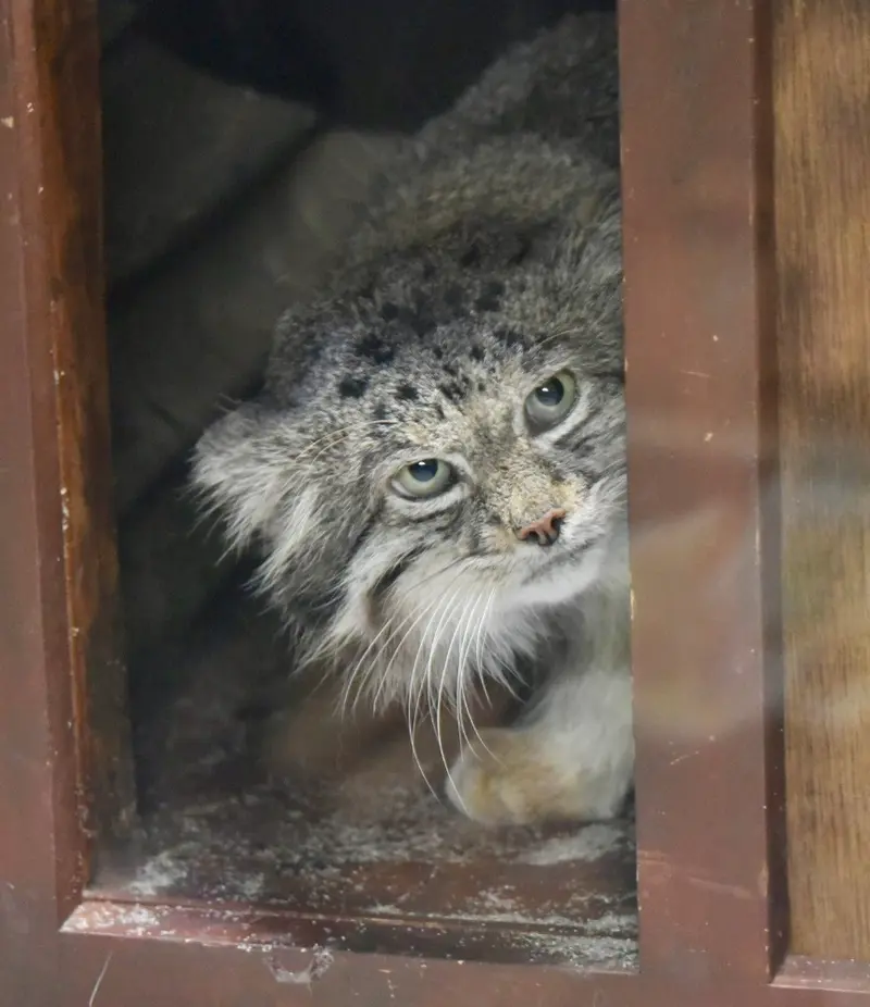 Фотография Клёна в Зоопарке Уено