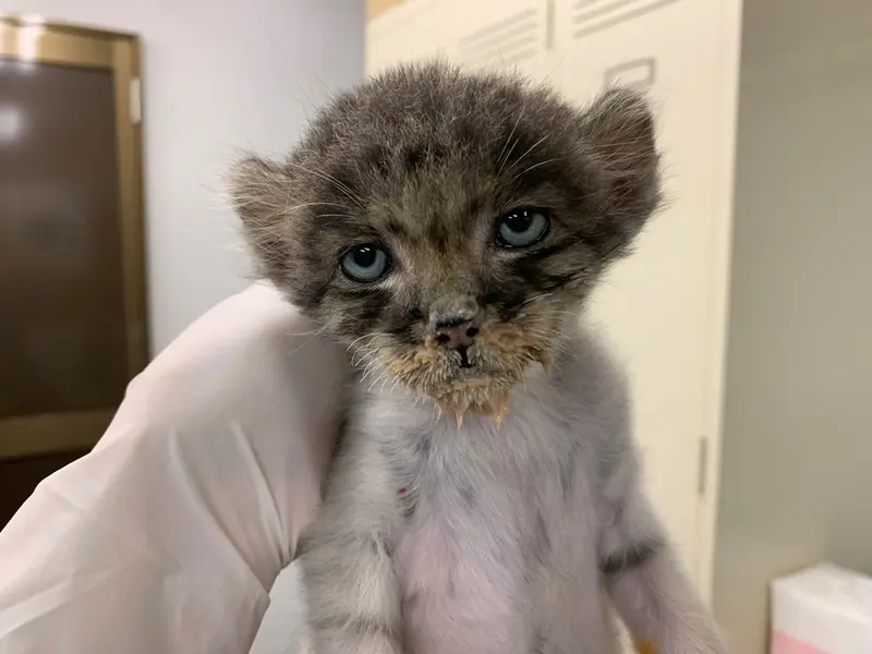 Фотография с манулом