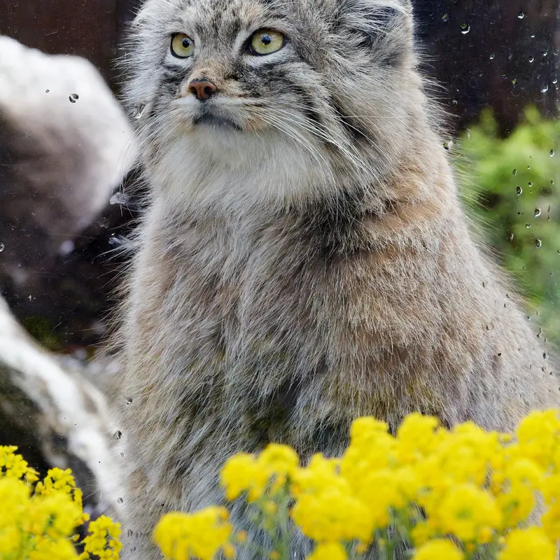 Фотография Оливы в Детском зоопарке Сайтама