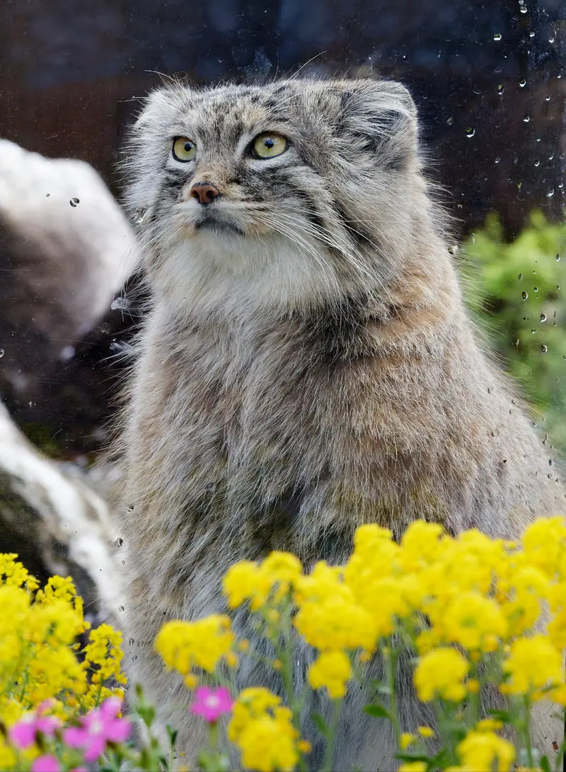 Фотография Оливы в Детском зоопарке Сайтама