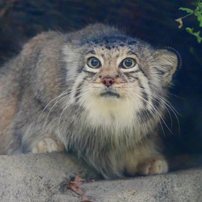 Фотография Аз в Царстве Животных Кобе