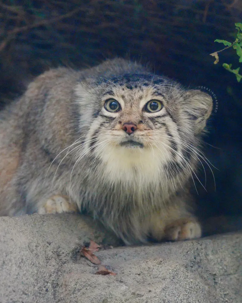 Фотография Аз в Царстве Животных Кобе