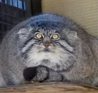 Фотография с манулом