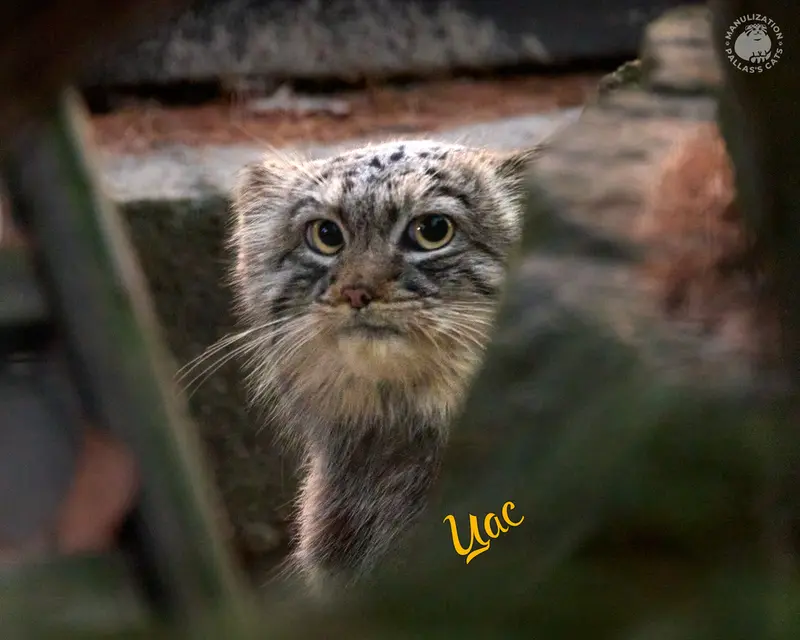 Фотография Цас в Краковском Зоопарке