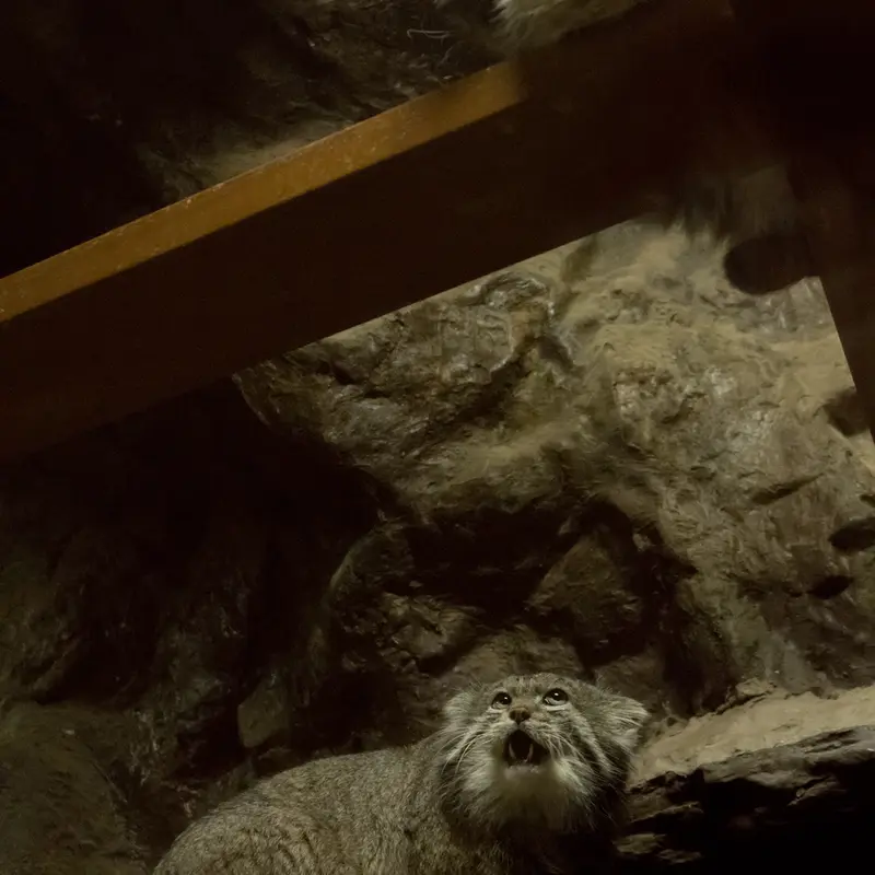 Фотография Примулы и Клёна в Зоопарке Уено