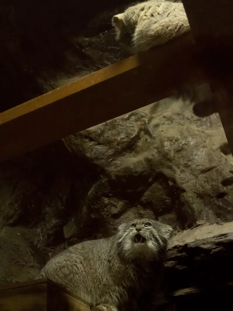 Фотография Примулы и Клёна в Зоопарке Уено