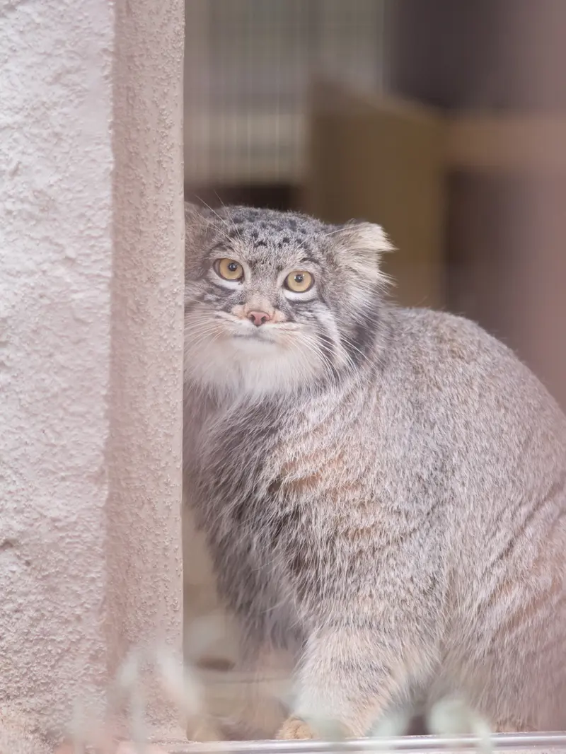 Фотография Фиги в Зоопарке Ногеяме