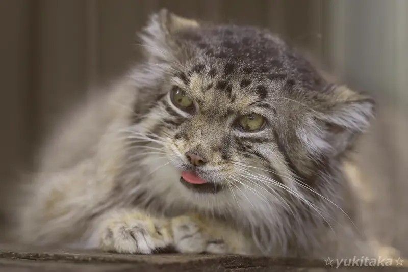 Фотография с манулом