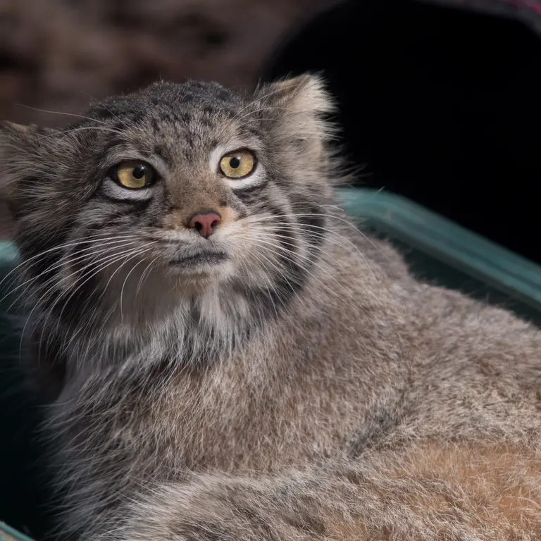 Фотография Ото в Детском зоопарке Сайтама