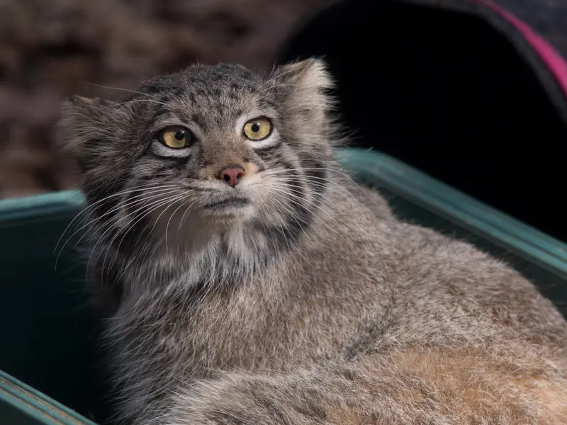 Фотография Ото в Детском зоопарке Сайтама