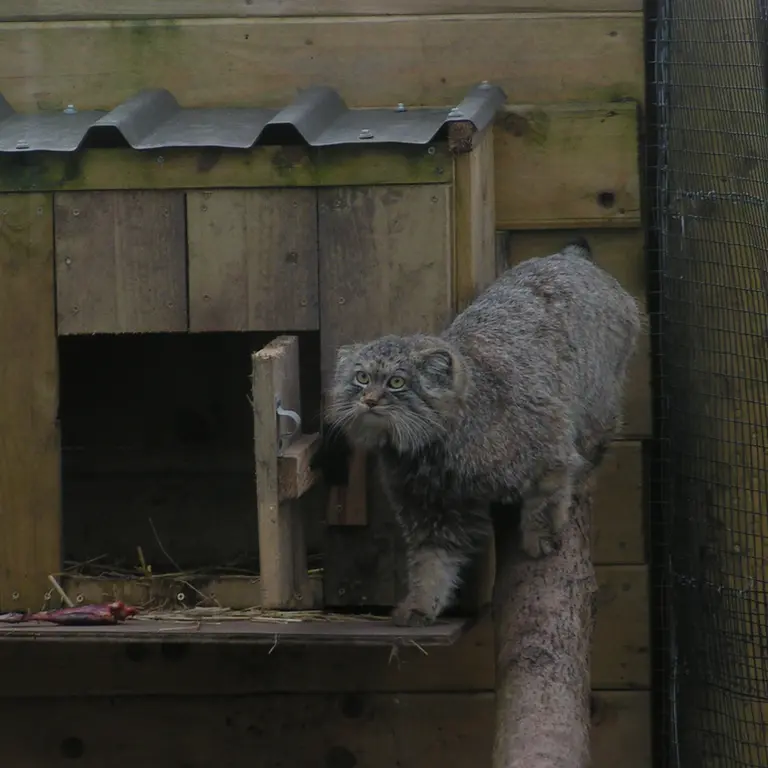 Фотография Алтая в Лэйклэнде Вайлдлайф Оазисе