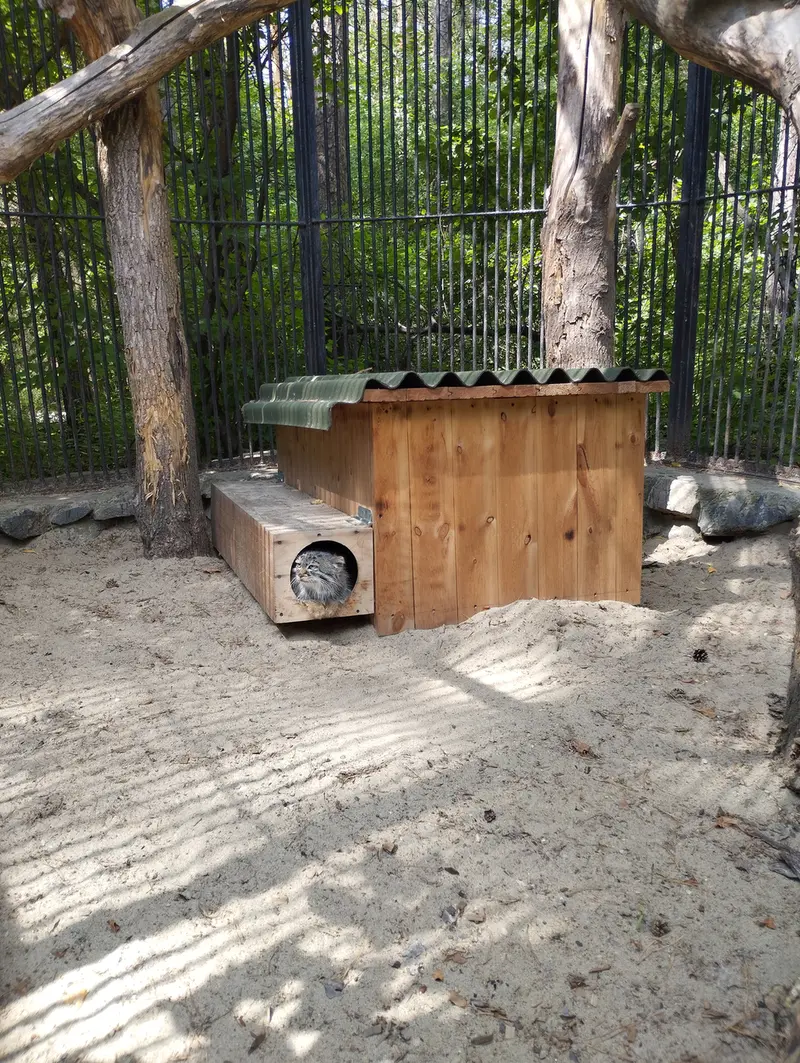 Фотография с манулом в Новосибирском Зоопарке