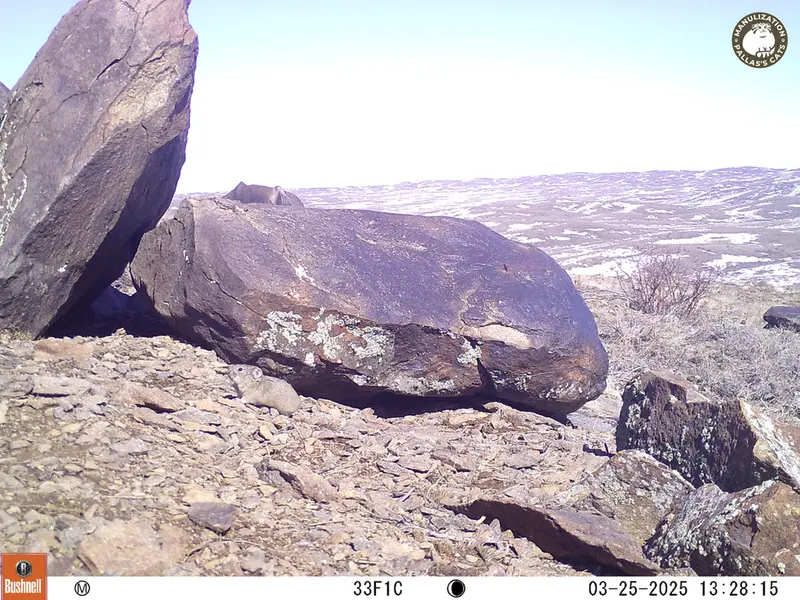 Фотография Казахскаи Пищухи с фотоловушки Кошкар