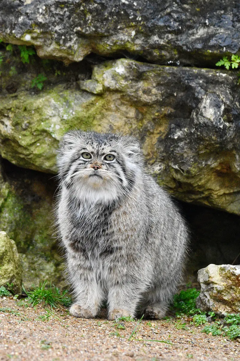 Фотография Атлана в Парке диких животных Порт-Лимпн