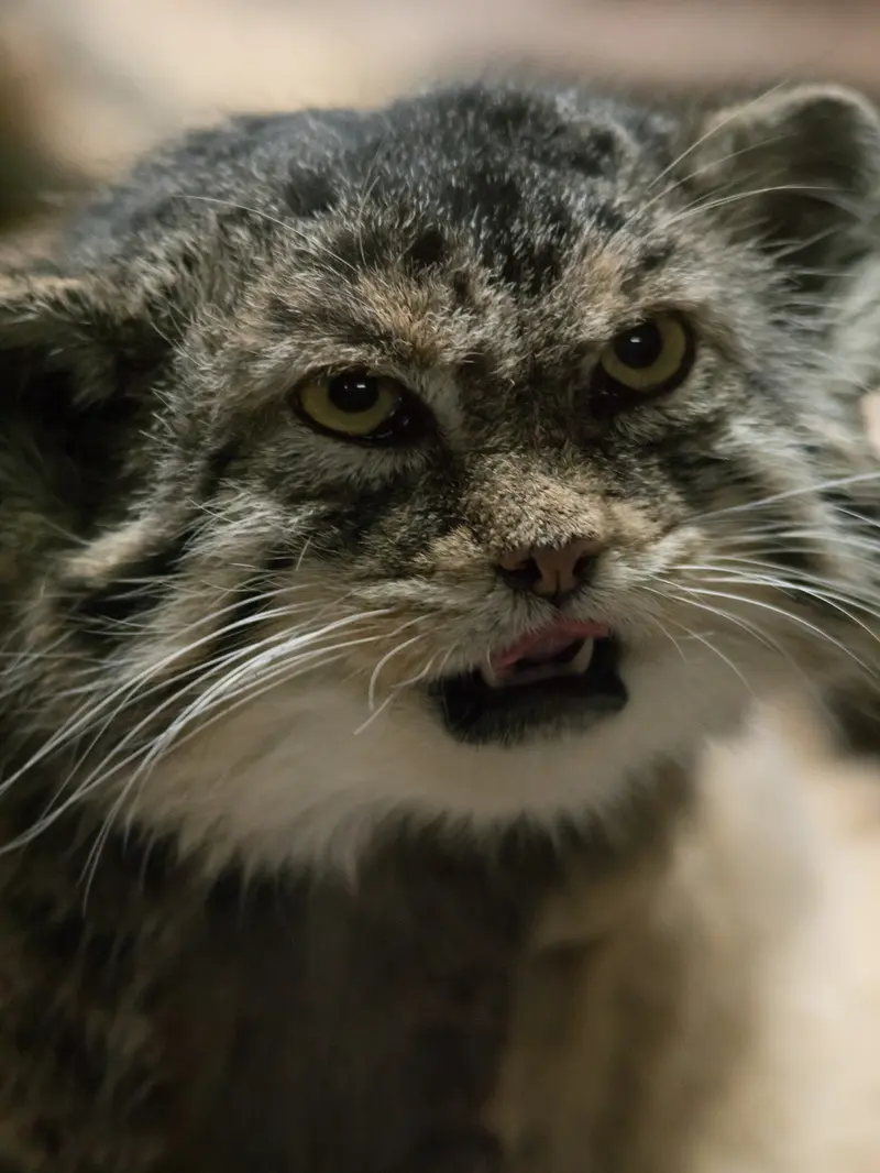 Фотография Примулы в Зоопарке Уено