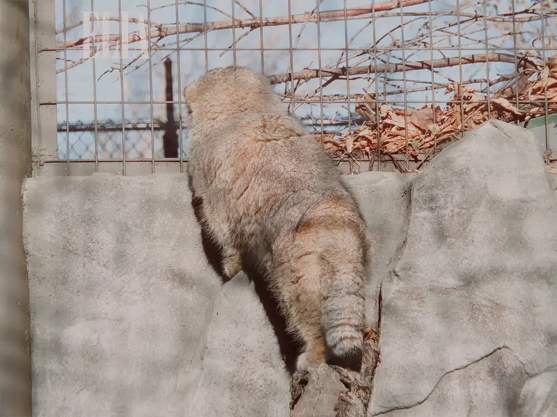 Фотография Олафа в Зоопарке Калгари / Институте Уайлдере