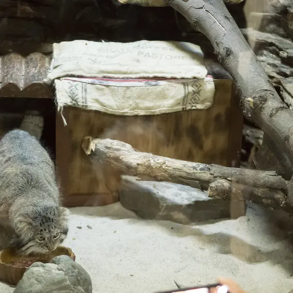 Фотография Клёна в Зоопарке Уено