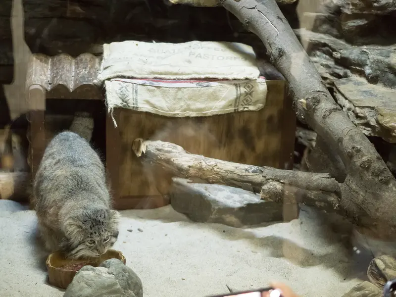 Фотография Клёна в Зоопарке Уено