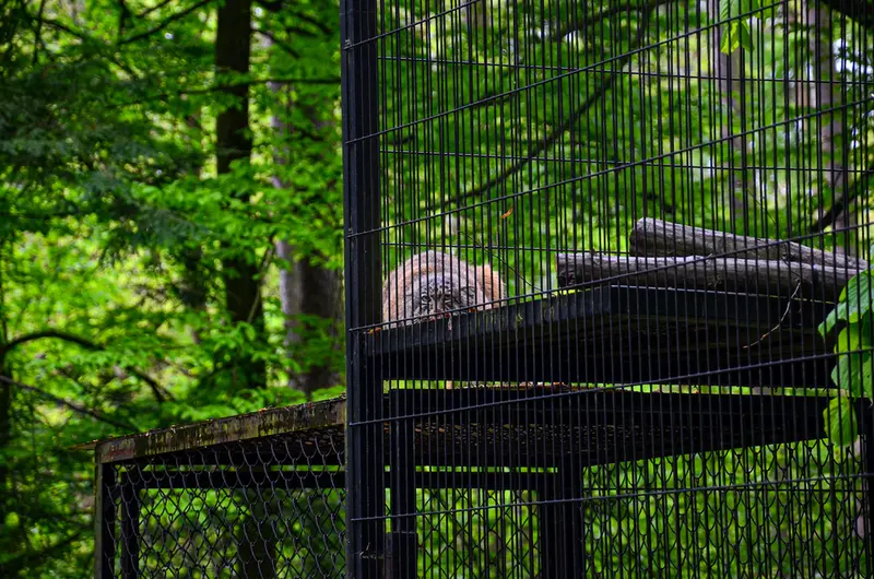 Фотография Отто в Краковском Зоопарке