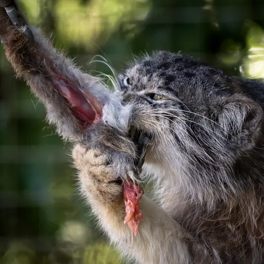 Фотография Кулки в Зоопарке Бэнхэм