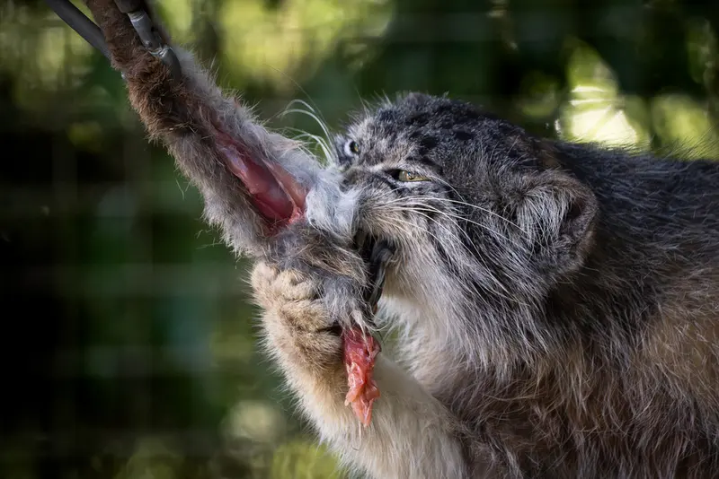 Фотография Кулки в Зоопарке Бэнхэм