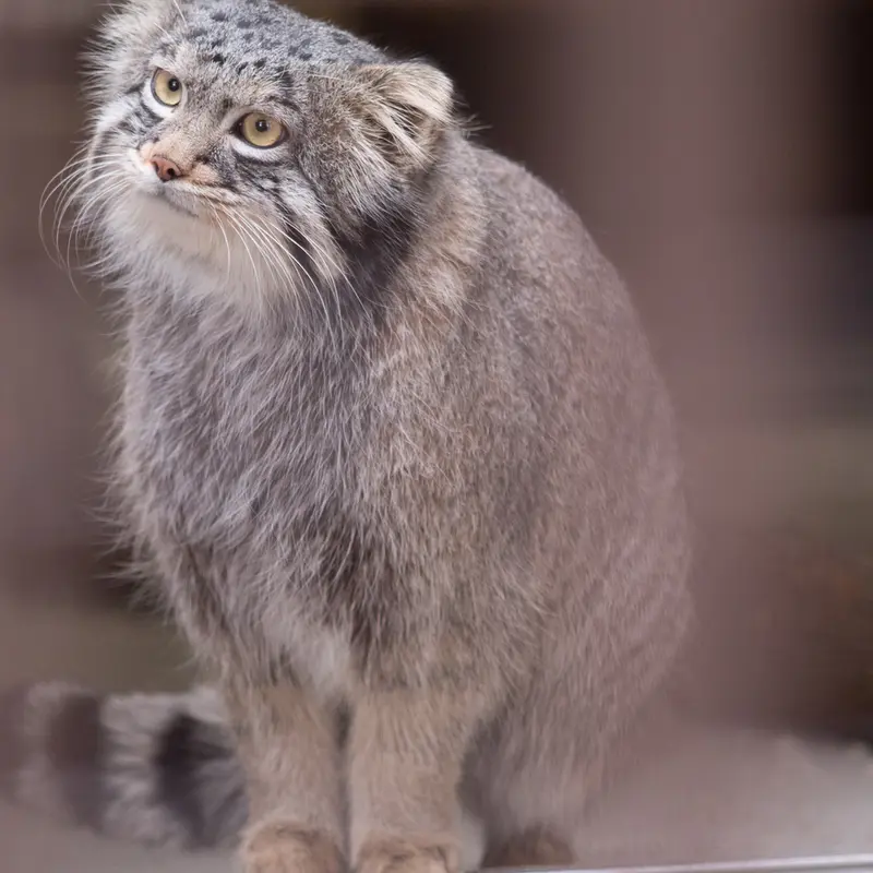 Фотография Фиги в Зоопарке Ногеяме