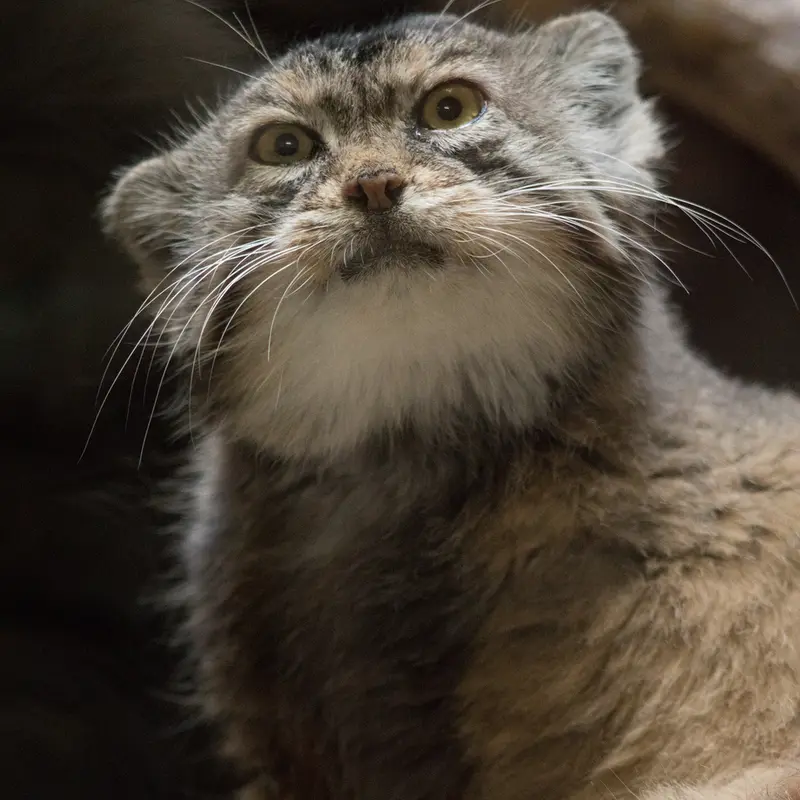 Фотография Примулы в Зоопарке Уено